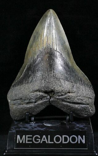 Gargantuan Megalodon Tooth - South Carolina #28021
